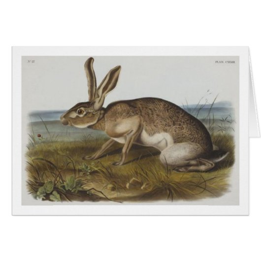 Audubon's Texian hare Cards (Front Horizontal)