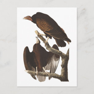 Audubon's Turkey Vulture Postcard