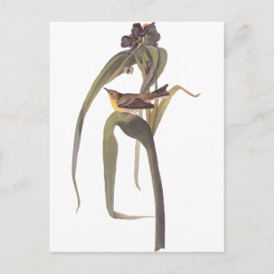 Audubon's Vigor's Vireo Postcard