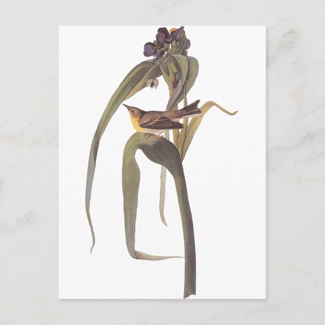 Audubon's Vigor's Vireo Postcard (Front)