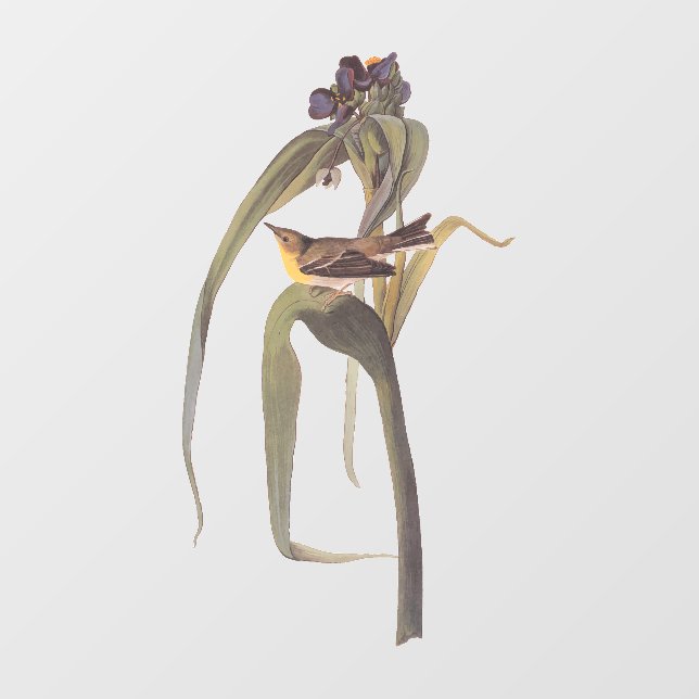 Audubon's Vigor's Vireo Songbird Window Cling (Sheet)