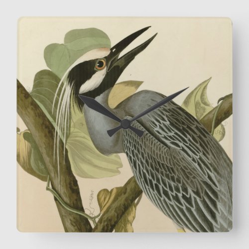 Audubons Vintage Yellow crowned night heron paint Square Wall Clock