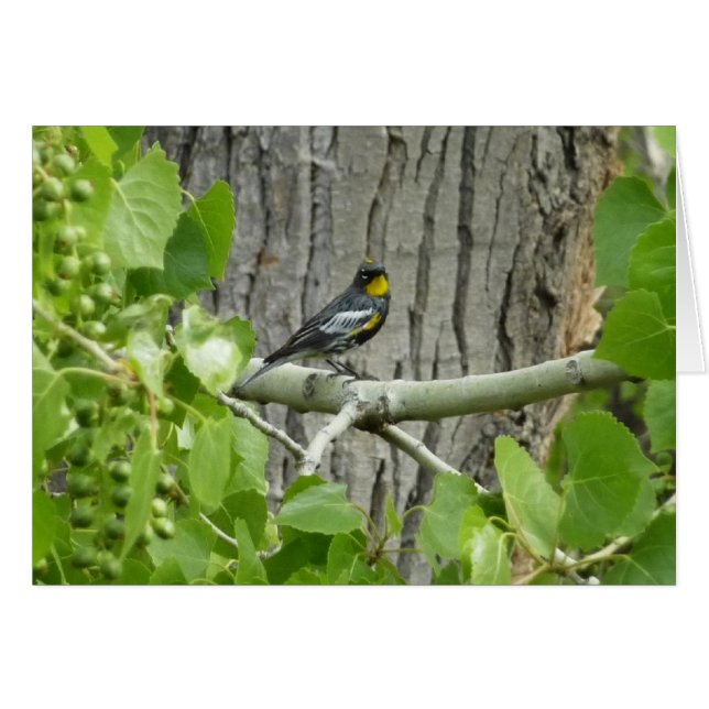 Audubon's Warbler Nature Photography Cards (Front Horizontal)