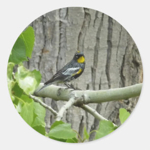 Audubon's Warbler Nature Photography Classic Round Sticker
