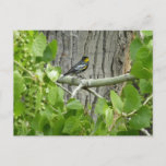 Audubon's Warbler Nature Photography Postcard