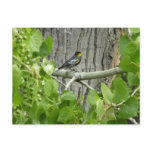 Audubon's Warbler Nature Photography Postcard