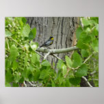 Audubon's Warbler Nature Photography Poster
