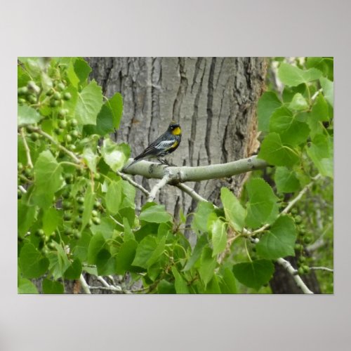 Audubons Warbler Nature Photography Poster