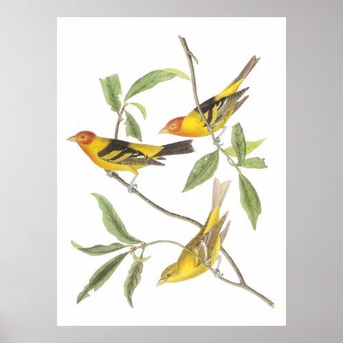 Audubons Western Tanager Poster