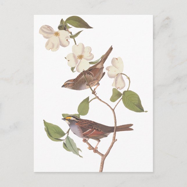 Audubon's White Throated Sparrow Postcard (Front)