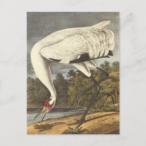Audubons Whooping Crane Postcard