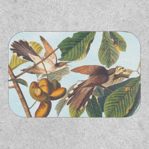 Audubon's Yellow-Billed Cuckoo Birds in Fruit Tree Patch