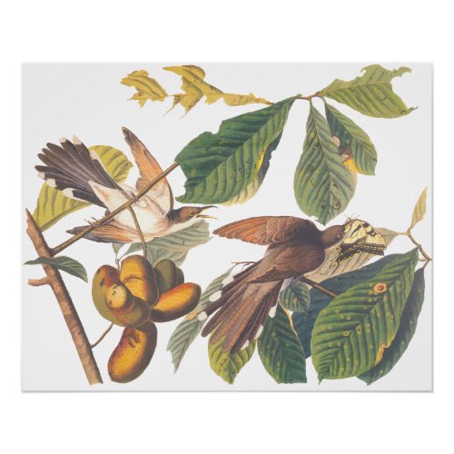 Audubons Yellow_Billed Cuckoo Birds in Fruit Tree Poster