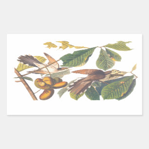 Audubon's Yellow-Billed Cuckoo Birds in Fruit Tree Rectangular Sticker