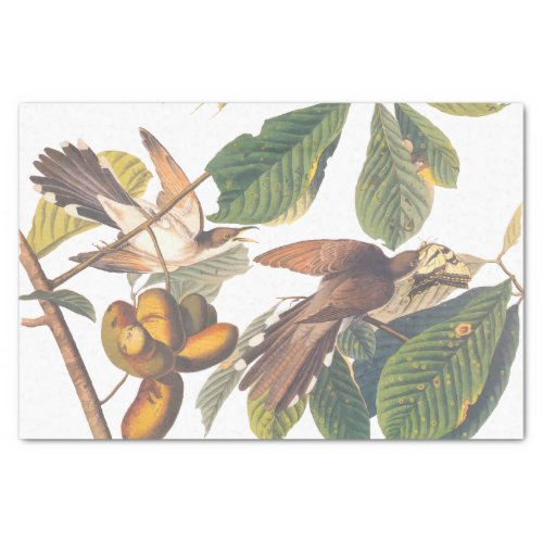 Audubons Yellow_Billed Cuckoo Birds in Fruit Tree Tissue Paper