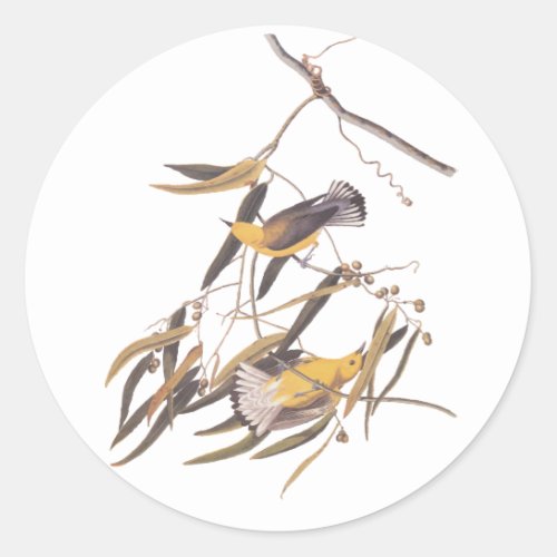 Audubons Yellow Prothonotary Warbler Bird Pair Classic Round Sticker