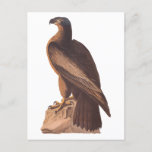 Audubon&#39;s Young Bald Eagle on Brown Rock Postcard