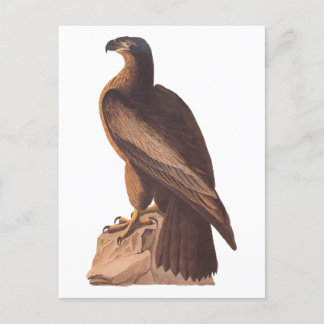 Audubon's Young Bald Eagle on Brown Rock Postcard