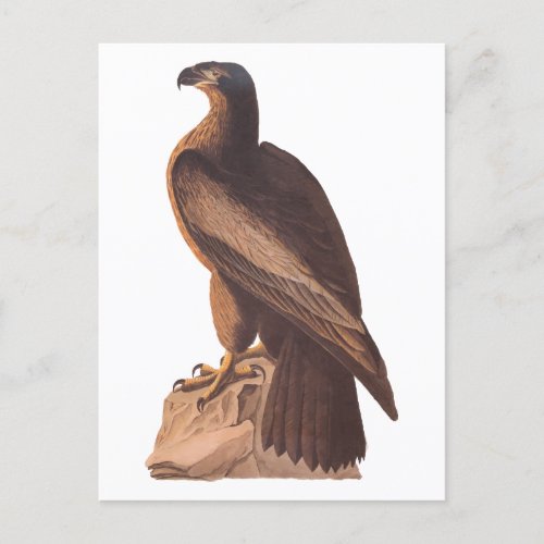 Audubons Young Bald Eagle on Brown Rock Postcard