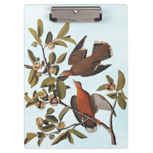 Audubons Zenaida Dove Birds on Tree Branch Clipboard