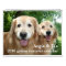 Augie and Ti's 2016 Golden Retriever Dog