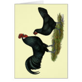 Augsburger Chickens (Front)