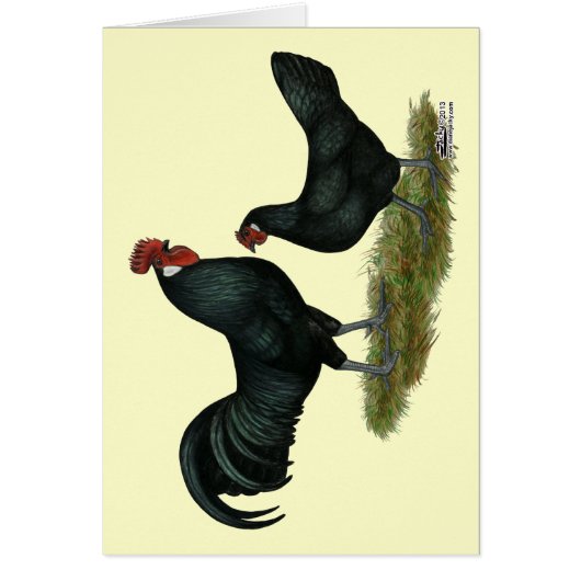 Augsburger Chickens Cards (Front)