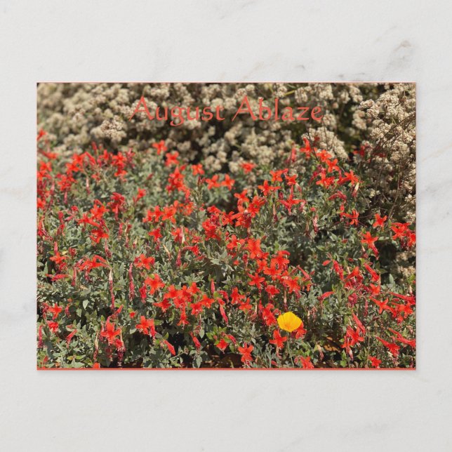 August Ablaze Postcard (Front)