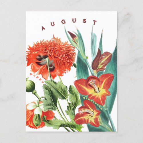 August Month Flowers Gladiolus  Poppy  Postcard