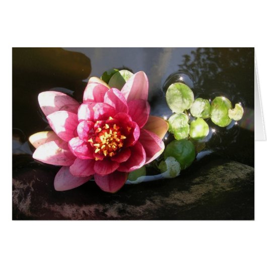 August Waterlily Cards (Front Horizontal)
