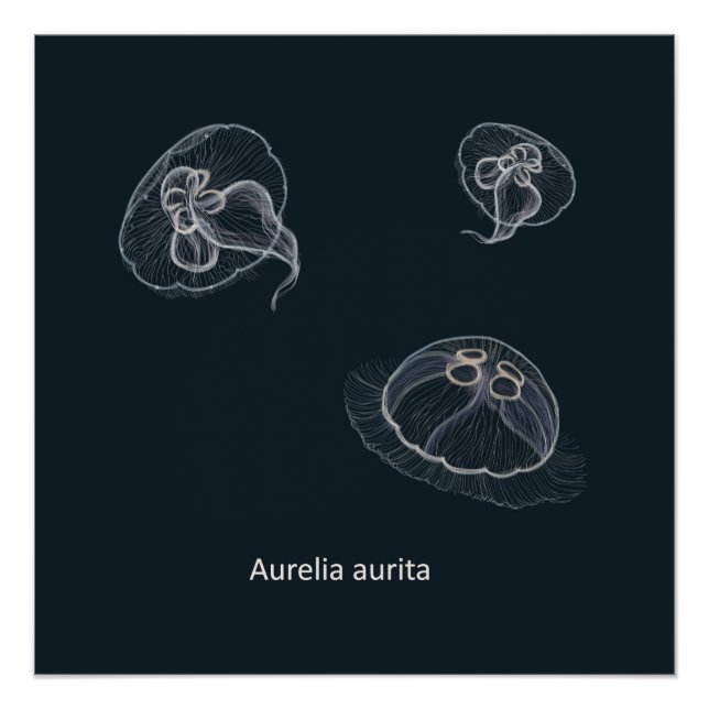 Aurelia aurita Educational Poster  (Front)