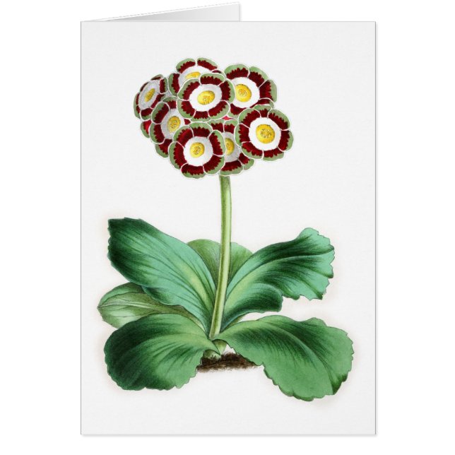 Auricula, Peter Campbell Cards (Front)