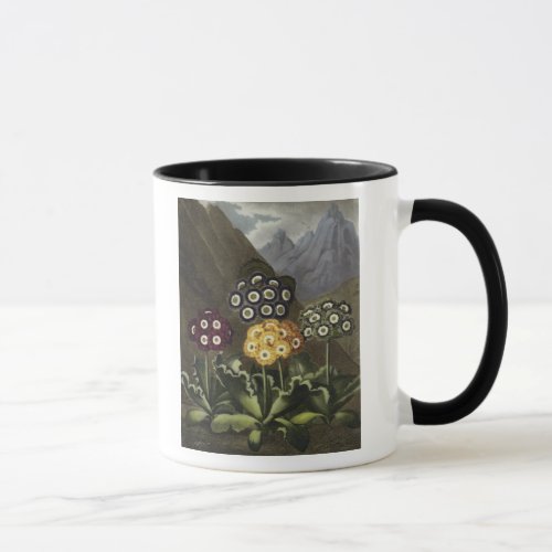 Auriculas from Dr John Robert Thorntons Mug