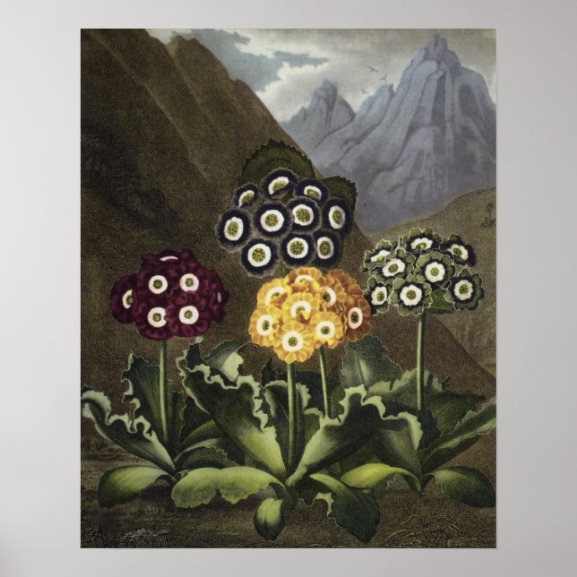 Auriculas from Dr John Robert Thornton's Poster (Front)