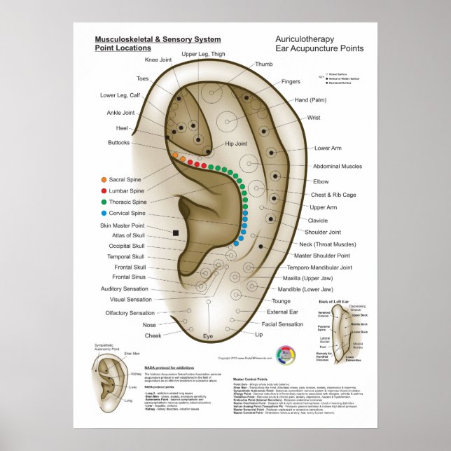 Auriculotherapy Ear Acupuncture Poster (Front)