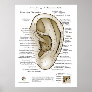 Auriculotherapy Ear Acupuncture Poster