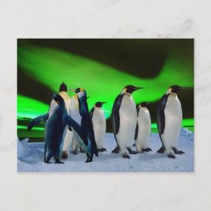 Aurora borealis and penguins postcard