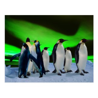 Aurora borealis and penguins postcard