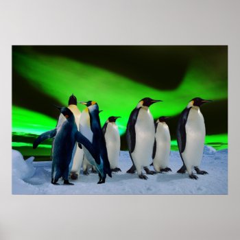 Aurora Borealis And Penguins Poster by laureenr at Zazzle