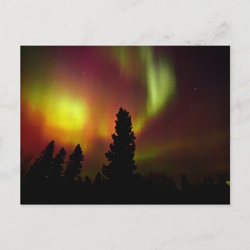 Aurora Borealis and Trees Postcard