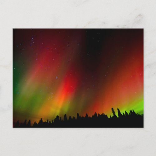 Aurora Borealis and trees Postcard