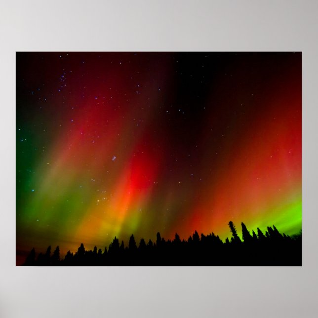 Aurora Borealis and trees Poster (Front)