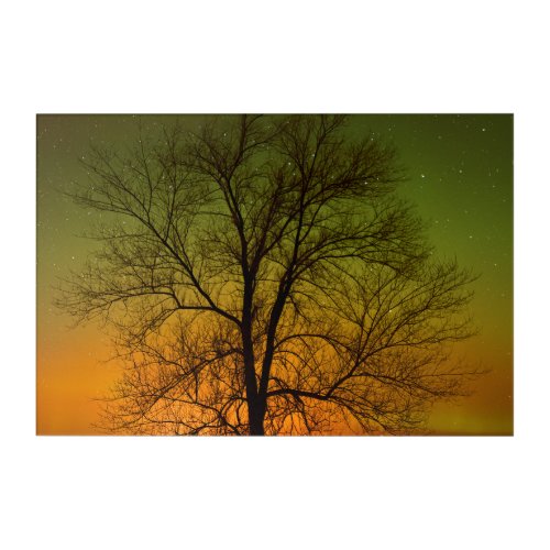 Aurora Borealis  Cottonwood Tree Acrylic Print
