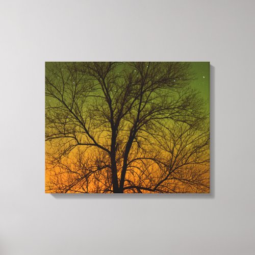 Aurora Borealis  Cottonwood Tree Canvas Print