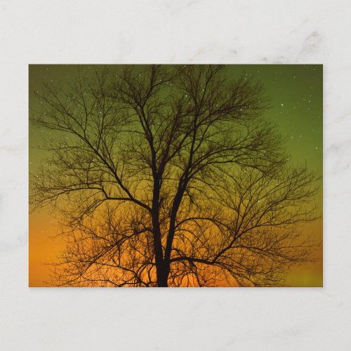 Aurora Borealis  Cottonwood Tree Postcard