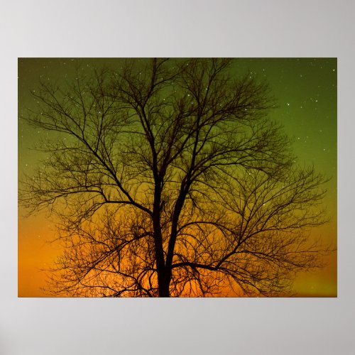 Aurora Borealis  Cottonwood Tree Poster