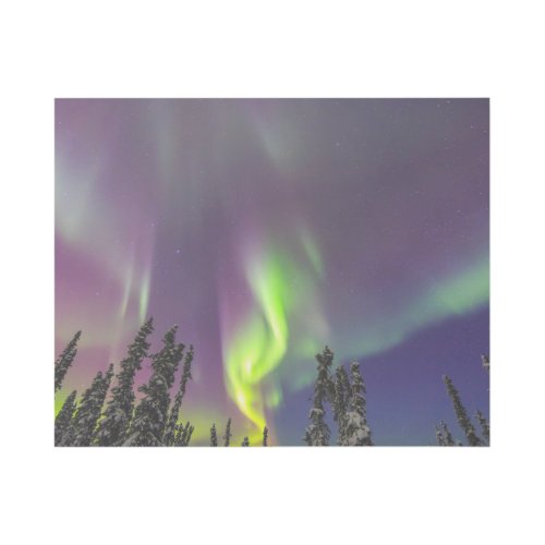 Aurora Borealis  Fairbanks Alaska Gallery Wrap