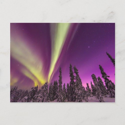 Aurora Borealis Northern Lights Fairbanks Alaska Postcard