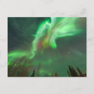 Aurora Borealis Northern Lights Fairbanks Postcard