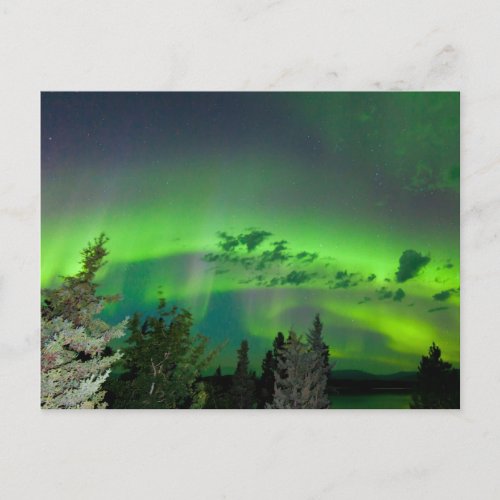 Aurora borealis over boreal forest postcard